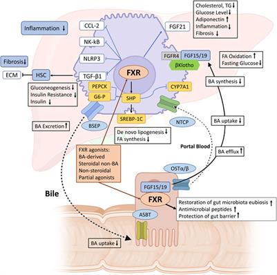 Global research trends on gut microbiota and metabolic dysfunction-associated steatohepatitis: Insights from bibliometric and scientometric analysis